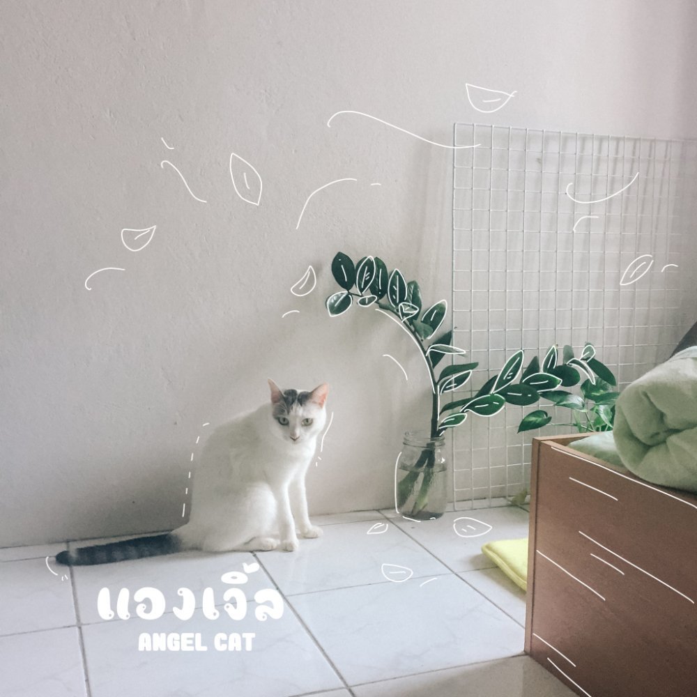 แมวสีขาวเทาหางยาวชื่อแองเจิ้ลในห้องนอน