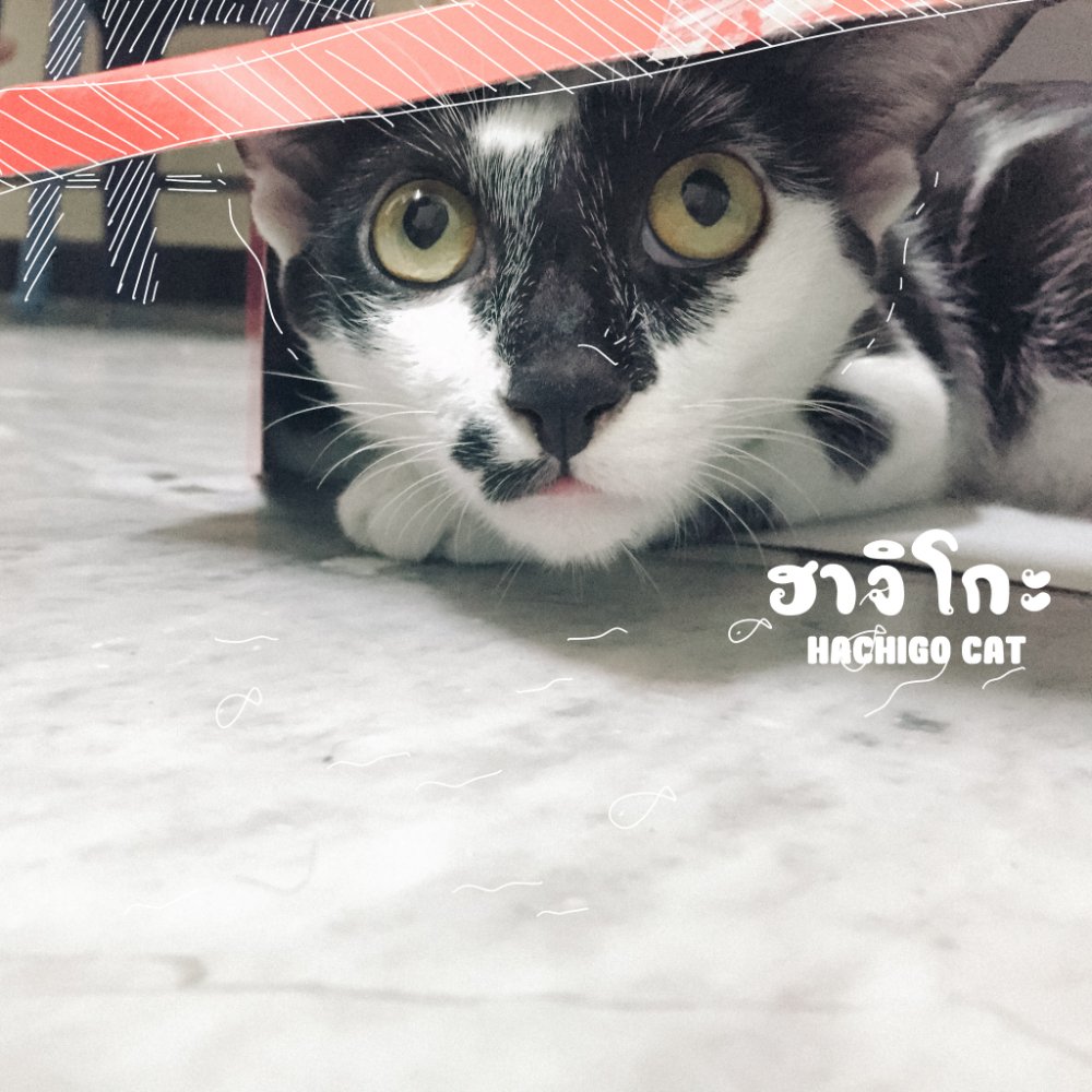 อดีต แมวจรลายวัวชื่อฮาจิโกะ เล่นกล่องกระดาษ