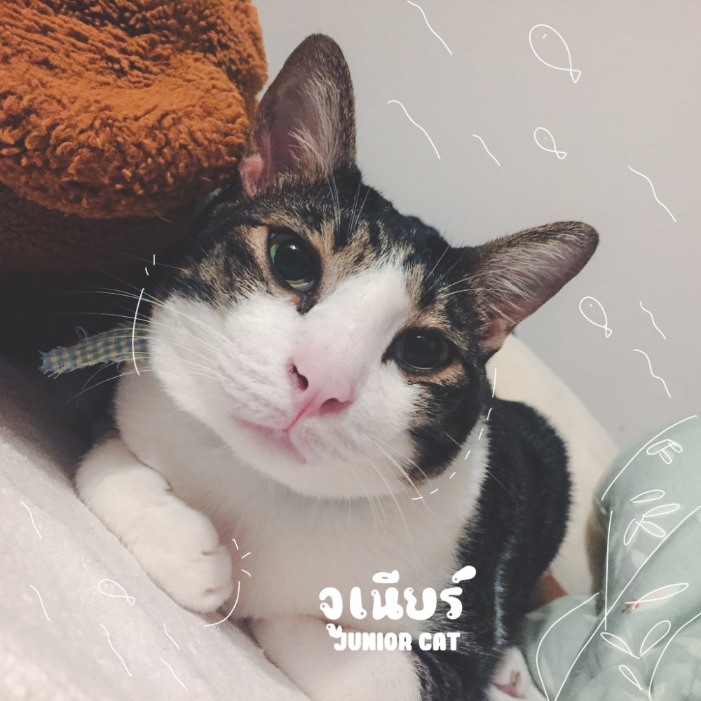 อดีตแมวจรจูเนียร์แมวลายสลิตที่มีสีขาวด้วย