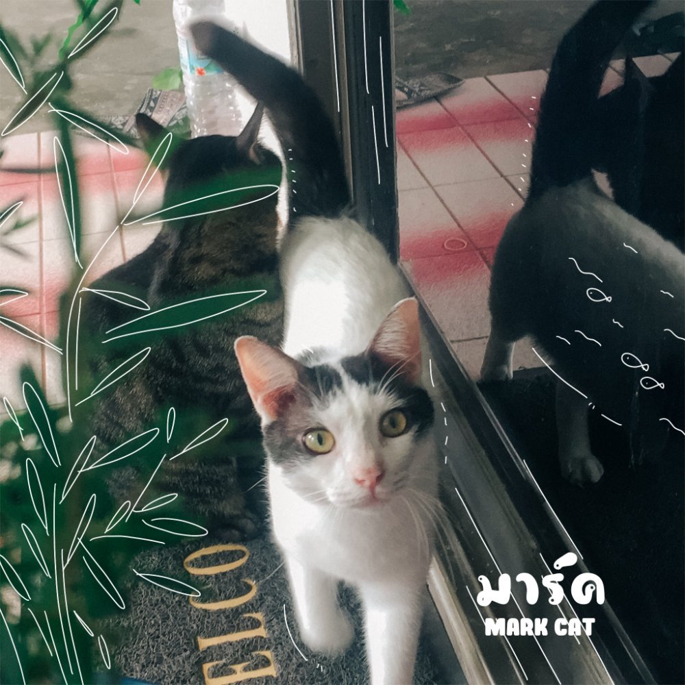 น้องมาร์คแมวลายวัวหรือแมวมีแต้มเป็นแมวน่ารัก