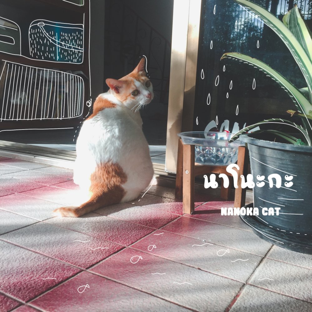 โนะโนะแมวส้มเคยเป็นแมวจรมาก่อน