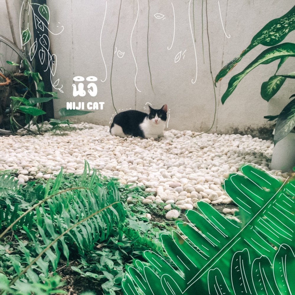 นิจิแมวลายวัวนอนเล่นในสวนเล็กของบ้าน