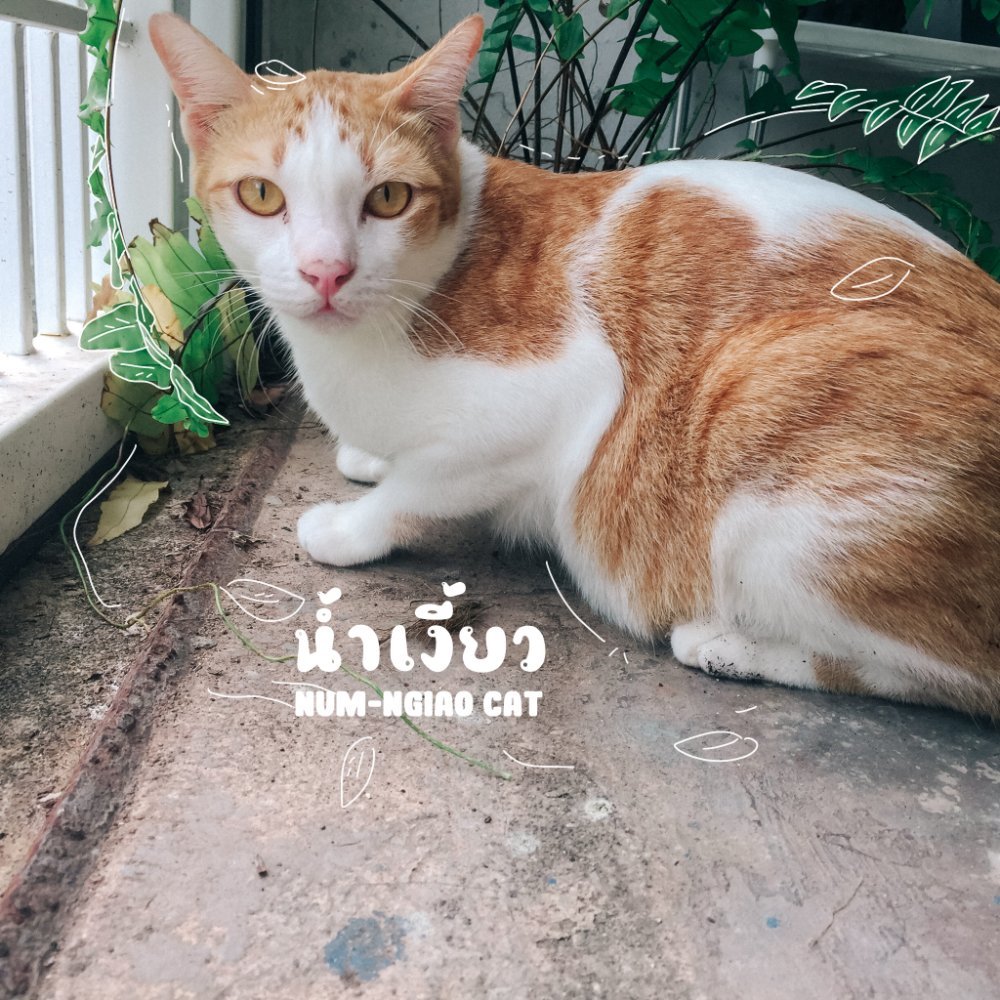 น้ำเงี้ยว แมวส้มมองกล้องอย่างสงสัย