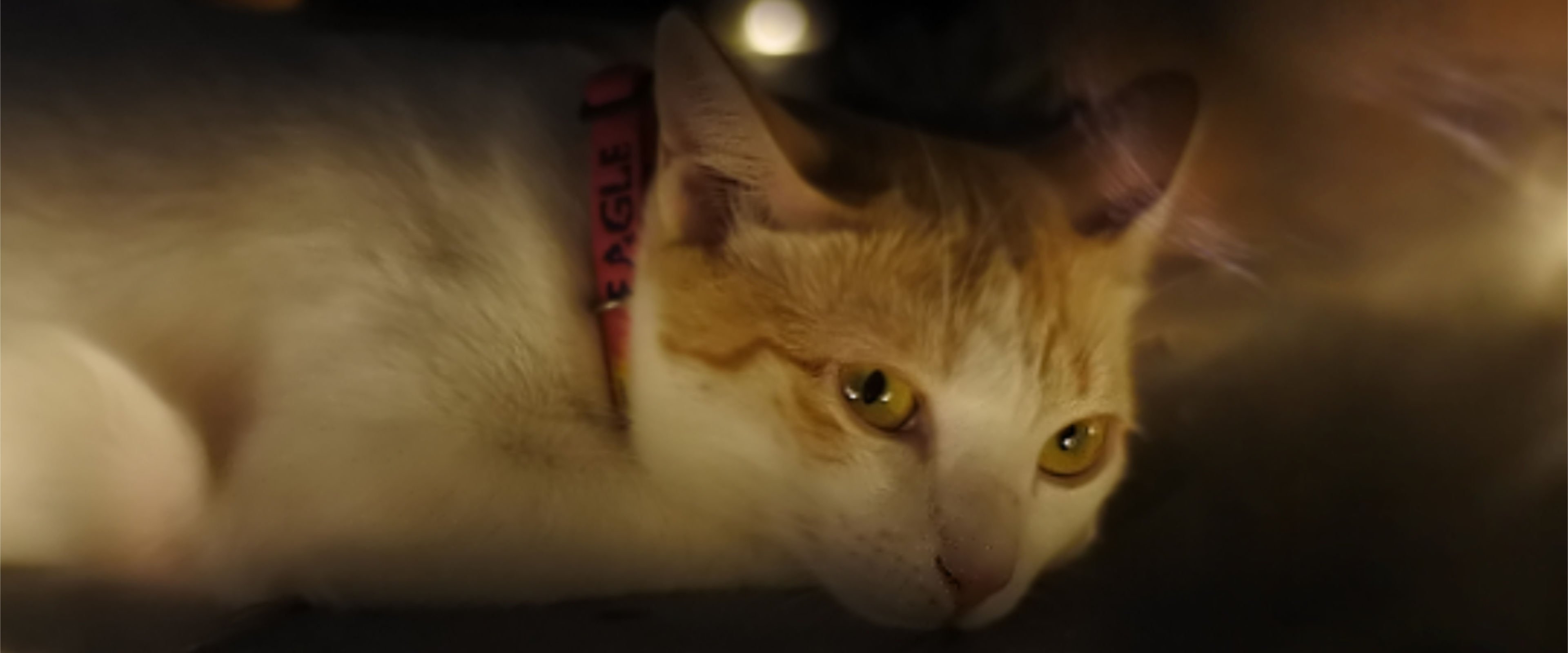 แมว ที่มีสัญชาตญาณนักล่า กับวิถีแมวงอกของมนุษย์